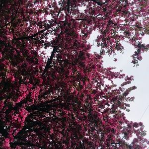 Meet your Posher, Aliyah